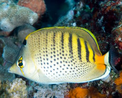 Poisson papillon à bandes ponctuées (Chaetodon punctatofasciatus) Poisson papillon à bandes ponctuées (Chaetodon punctatofasciatus)