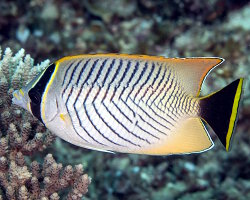Poisson papillon à chevrons (Chaetodon trifascialis) Poisson papillon à chevrons (Chaetodon trifascialis)
