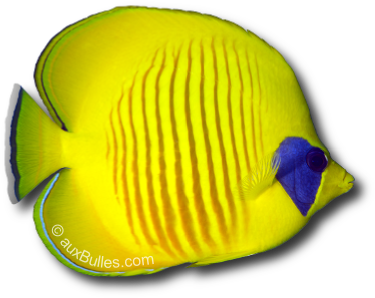 Le poisson papillon à demi masqué (Chaetodon semilarvatus) Le poisson papillon à demi masqué (Chaetodon semilarvatus)