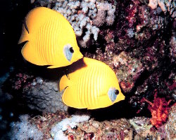 Poisson papillon à demi masqué (Chaetodon semilarvatus) Poisson papillon à demi masqué (Chaetodon semilarvatus)
