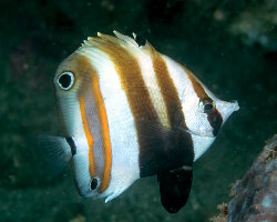 Poisson papillon à deux yeux (Coradion melanopus)