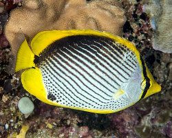 Poisson papillon à dos noir (Chaetodon melannotus) Poisson papillon à dos noir (Chaetodon melannotus)