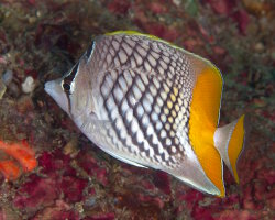 Poisson papillon à écailles perlées (Chaetodon xanthurus)