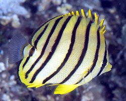 Poisson papillon à huit bandes (Chaetodon octofasciatus) Poisson papillon à huit bandes (Chaetodon octofasciatus)
