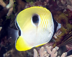 Poisson papillon à larme du Pacifique (Chaetodon unimaculatus) Poisson papillon à larme du Pacifique (Chaetodon unimaculatus)