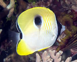 Poisson papillon à larme du Pacifique (Chaetodon unimaculatus)