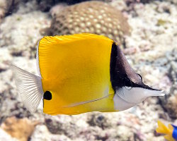 Poisson papillon à long bec (Forcipiger flavissimus)