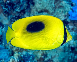 Oval spot butterflyfish (Chaetodon speculum) Oval spot butterflyfish (Chaetodon speculum)