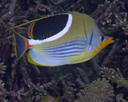 Poisson papillon à selle noire (Chaetodon ephippium) Poisson papillon à selle noire (Chaetodon ephippium)