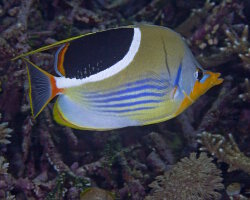 Poisson papillon à selle noire (Chaetodon ephippium)