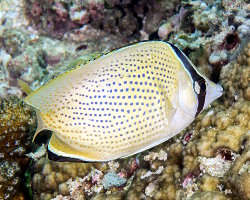 Speckled butterflyfish (Chaetodon citrinellus)