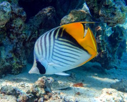 Poisson papillon cocher (Chaetodon auriga) Poisson papillon cocher (Chaetodon auriga)