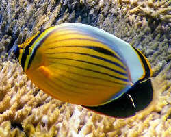 Poisson papillon côtelé de mer Rouge (Chaetodon austriacus)