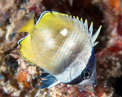 Blacklip butterflyfish (Chaetodon kleinii) Blacklip butterflyfish (Chaetodon kleinii)