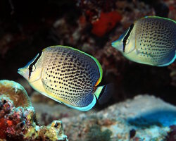 Poisson papillon moucheté (Chaetodon guttatissimus)