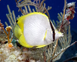 Spotfin butterflyfish (Chaetodon ocellatus) Spotfin butterflyfish (Chaetodon ocellatus)