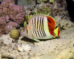 Poisson papillon orange (Chaetodon paucifasciatus) Poisson papillon orange (Chaetodon paucifasciatus)