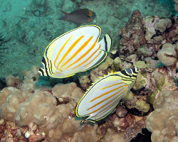 Poisson papillon orné (Chaetodon ornatissimus)