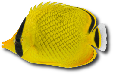 Le poisson papillon quadrillé (Chaetodon rafflesii) © Johannesk | Dreamstime.com Le poisson papillon quadrillé (Chaetodon rafflesii) © Johannesk | Dreamstime.com