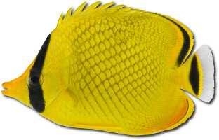 Latticed butterfly (Chaetodon rafflesii) Latticed butterfly (Chaetodon rafflesii)
