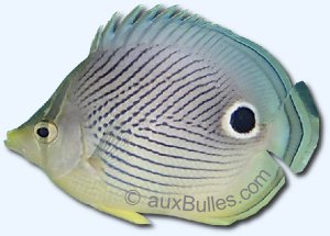 Le poisson papillon à quatre yeux (Chaetodon capistratus)