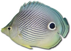 Foureye butterflyfish (Chaetodon capistratus) Foureye butterflyfish (Chaetodon capistratus)