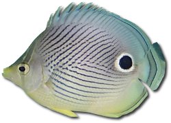 Foureye butterflyfish (Chaetodon capistratus)