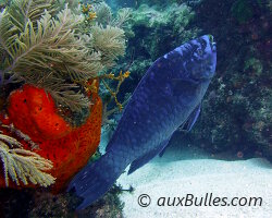 Poisson perroquet noir (Scarus coelestinus)