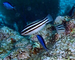 Poisson perroquet royal (Scarus vetula) Poisson perroquet royal (Scarus vetula)
