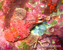 Petite rascasse rouge (Scorpaena notata)