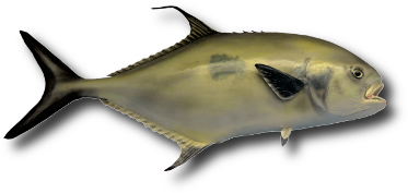 Le pompaneau plume (Trachinotus falcatus) &copy; Paul Brennan | Dreamstime.com