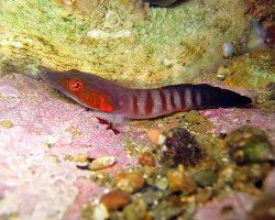 Porte écuelle de Candolle (Lepadogaster candolii)