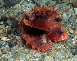 Ptérois nain (Dendrochirus brachypterus) Ptérois nain (Dendrochirus brachypterus)