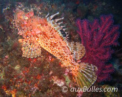Rascasse rouge ou chapon (Scorpaena scrofa) Rascasse rouge ou chapon (Scorpaena scrofa)