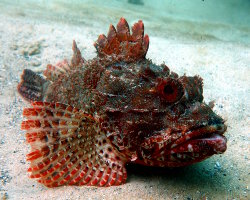 Rascasse rouge orientale (Scorpaena jacksoniensis) Rascasse rouge orientale (Scorpaena jacksoniensis)