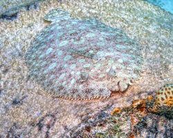 Rombou tropical (Bothus mancus)