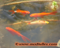 Les poissons rouges
