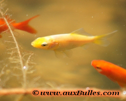 Les poissons rouges