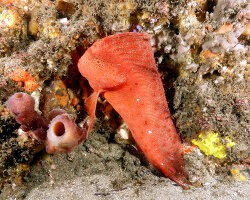 Poisson rouge indien (Pataecus fronto)