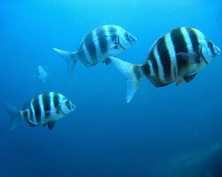 Zebra seabream (Diplodus cervinus)