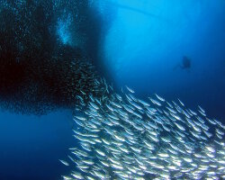 Bali sardinella (Sardinella lemuru) Bali sardinella (Sardinella lemuru)