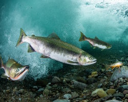 Saumon rose du Pacifique (Oncorhynchus gorbuscha) Saumon rose du Pacifique (Oncorhynchus gorbuscha)