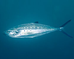 Double-spotted queenfish (Scomberoides lysan)