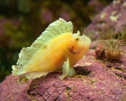 Poisson scorpion feuille (Taenianotus triacanthus)