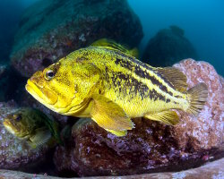 Sébaste jaune à trois bandes (Sebastes trivittatus) Sébaste jaune à trois bandes (Sebastes trivittatus)