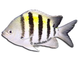 Sergeant major (Abudefduf saxatilis) Sergeant major (Abudefduf saxatilis)