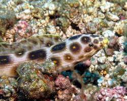 Serpentine léopard (Myrichthys pardalis)