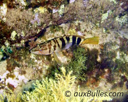 Serran écriture (Serranus scriba) Serran écriture (Serranus scriba)