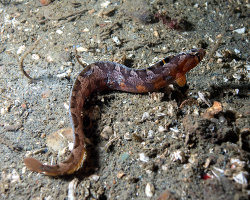 Sigouine mantelée (Pholis ornata) Sigouine mantelée (Pholis ornata)