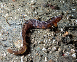 Sigouine mantelée (Pholis ornata)